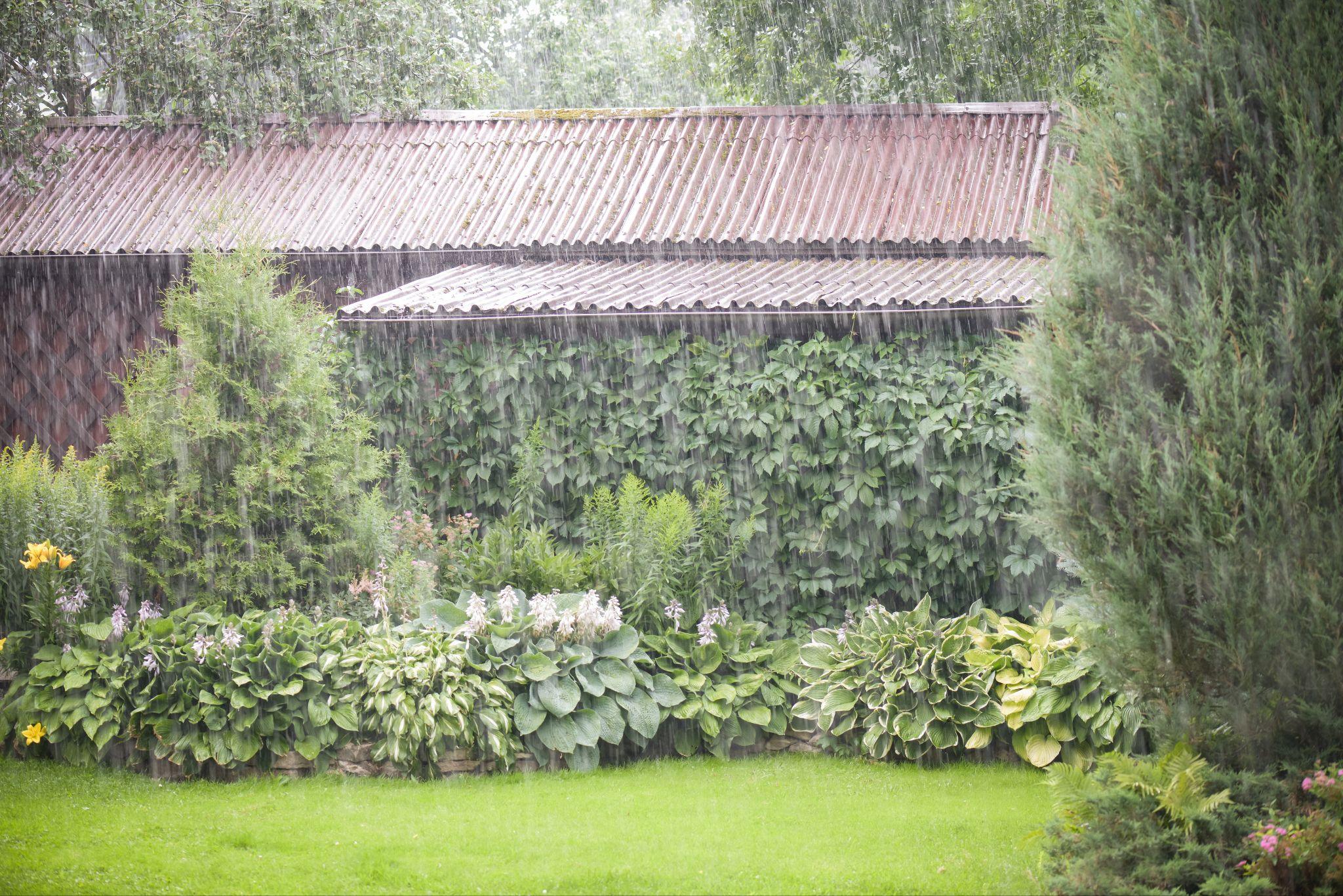 A lush green garden with dense plants and shrubs in front of a small building with a corrugated metal roof, photographed during rainfall.