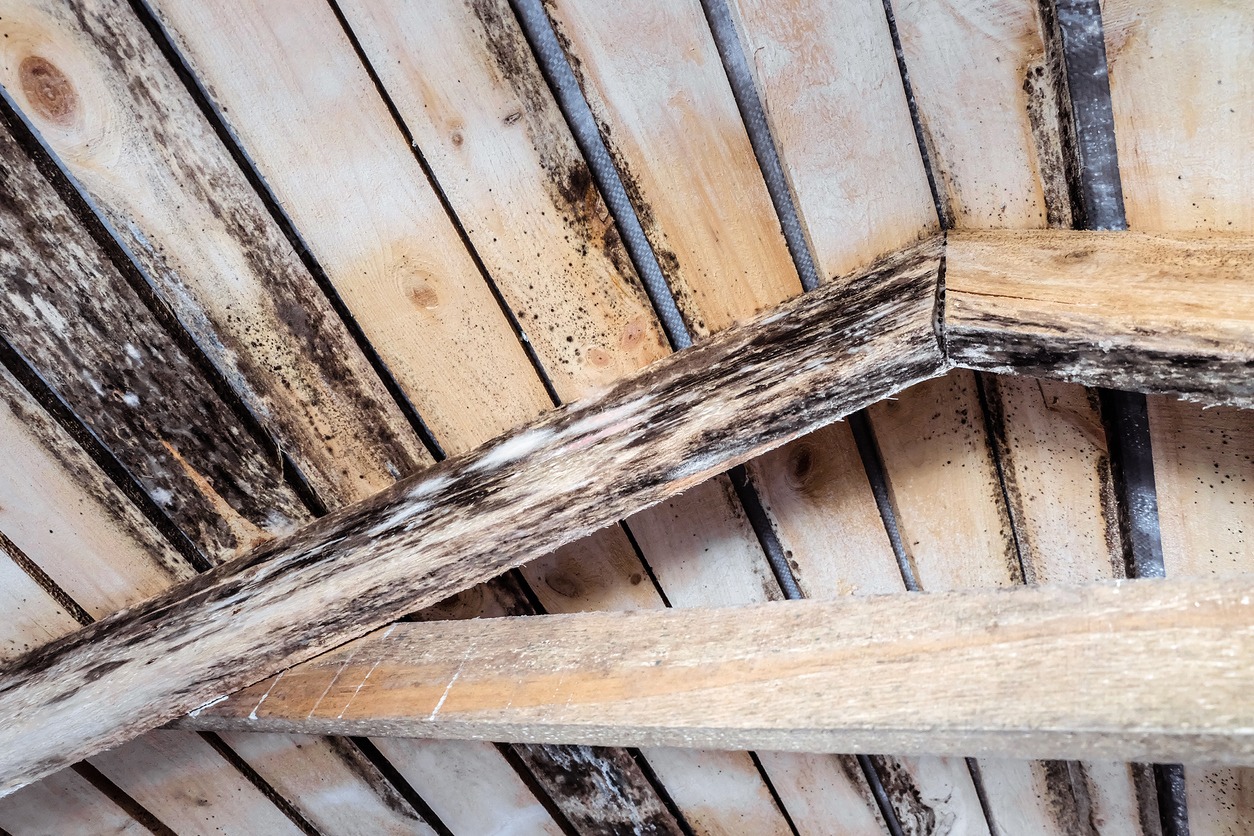 Rotting due to humidity and growth of moulds  wooden roof structures